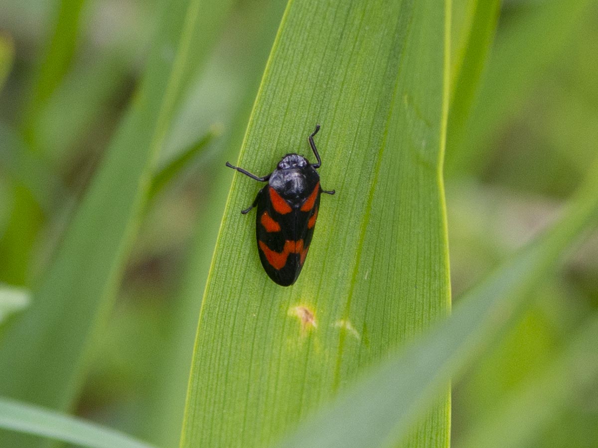 Cercopis vulnerata